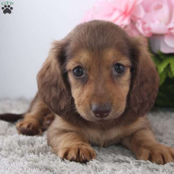 Odelia, Dachshund Puppy